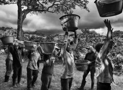 Il caffè e l’arte fotografica di Sebastiao Salgado in mostra a Venezia