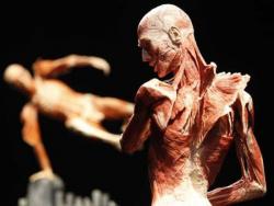 “Body Worlds” a Genova