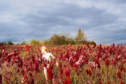 Le fotografie di McGinley a Bergamo