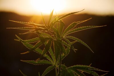 Cannabis e letteratura: tra mito e realtà